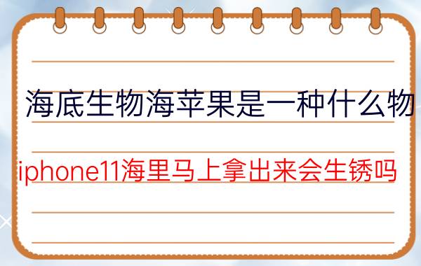 海底生物海苹果是一种什么物 iphone11海里马上拿出来会生锈吗？